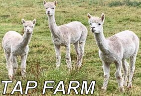 TAP FARM