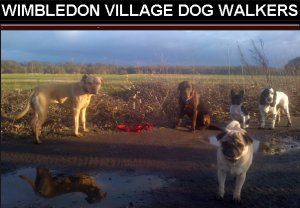 WIMBLEDON VILLAGE DOG WALKERS