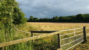 TAP FARM