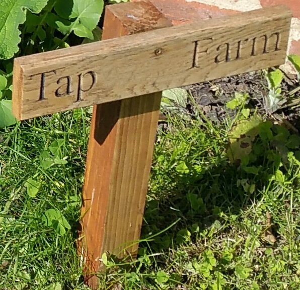 TAP FARM