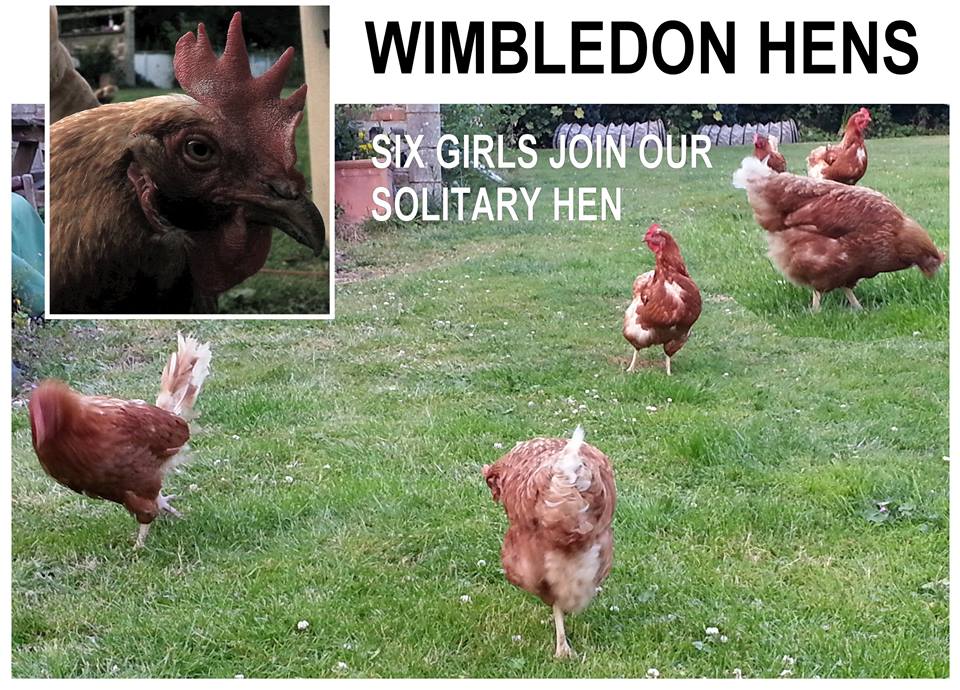 WIMBLEDON HENS - FREE-RANGE EGGS "AND THE HENS ARE HAPPY"